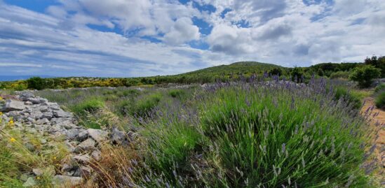 Lavender fields Island of Hvar | BLOG