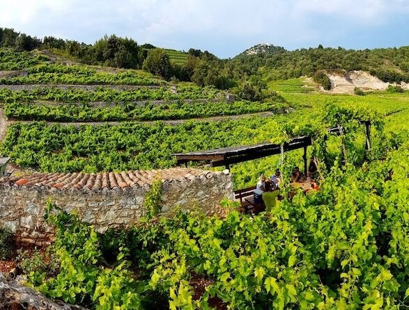Wine & Oysters Tour from Dubrovnik | Private Half day tour