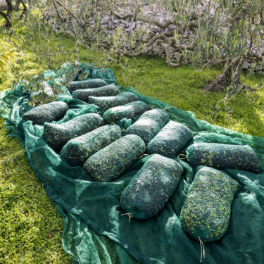 Split to Brač Private Day Trip | Olive Oil Making on the Brač Island