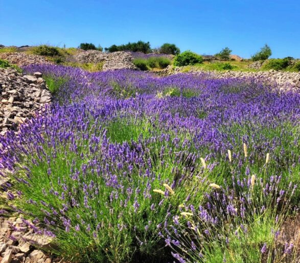 Split to Hvar Private Day Trip | Exploring the lavender fields in Hvar